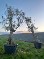 2 x oude olea europaea, Tuin en Terras, Planten | Bomen, Ophalen