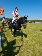 Sportpony Dressuur (D pony), Dieren en Toebehoren, Paarden, Merrie, Minder dan 160 cm, Gechipt, Dressuurpaard