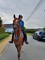 Prachtige 10-jarige arabier te koop, Dieren en Toebehoren, Ruin, Minder dan 160 cm, 7 tot 10 jaar