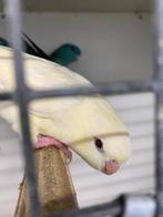 Perruches Catherine, Animaux & Accessoires, Oiseaux | Perruches & Perroquets