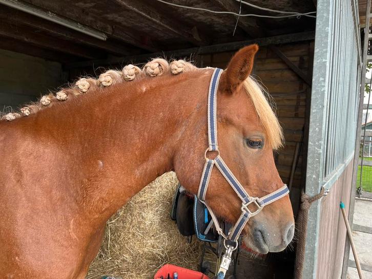 Azzaro – 4,5-jarige pony ruin, Animaux & Accessoires, Poneys, Hongre, Débourré, Poney E (1.48 m - 1.57m), Poney de récréation