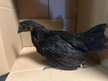 Ayam cemani haantjes .. beschikbaar voor biedingen