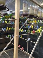 MOOIE KWEEKRIJPE GRASPARKIETJES NU 15 EURO/KOPPEL, Dieren en Toebehoren, Vogels | Parkieten en Papegaaien, Meerdere dieren, Parkiet