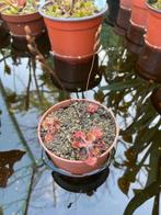 Drosera Rotundifolia - Ronde Zonnedauw - vleesetende plant, Overige soorten, Volle zon, Vaste plant, Ophalen of Verzenden