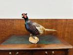 Antieke opgezette Fazant Haan, Ophalen of Verzenden