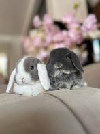 baby hangoortjes zijn opzoek naar een huisje, Dieren en Toebehoren, Vrouwelijk, Klein, Hangoor, 0 tot 2 jaar
