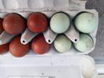 Groene kippen broedeieren Araucana, Dieren en Toebehoren, Pluimvee