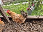 Legkip, Dieren en Toebehoren, Pluimvee