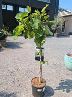 Vijgenboom Ficus Carica, Ophalen, Vijgenboom