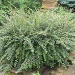 Cotoneaster - dwergmispel, Ophalen, Herfst, Siergrassen