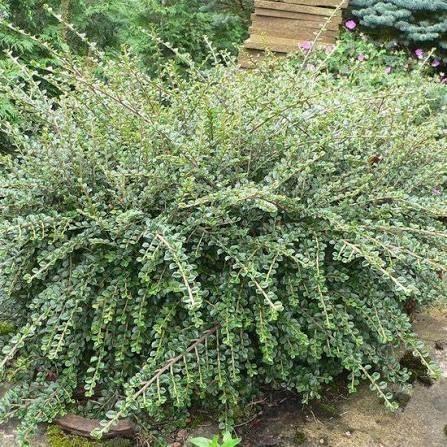 Cotoneaster - dwergmispel, Tuin en Terras, Planten | Tuinplanten, Siergrassen, Herfst, Ophalen