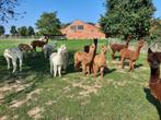 Alpacas te koop, Boeken, Ophalen, Overige diersoorten
