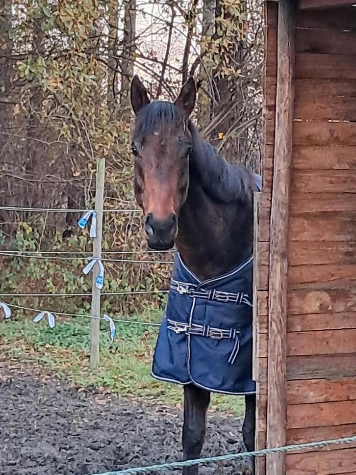 Volbloed ruin, Dieren en Toebehoren, Paarden, Ruin, Zadelmak, 160 tot 165 cm, 3 tot 6 jaar, Recreatiepaard, Met stamboom, Gechipt