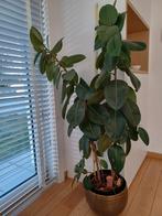 Ficus Elastica 160cm echt, geen plastic!!, Ophalen, Ficus, Halfschaduw, 150 tot 200 cm