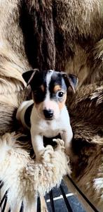 Jack Russel Pups Kortpotige, Dieren en Toebehoren, CDV (hondenziekte), België, Fokker | Hobbymatig, Jack Russell Terriër