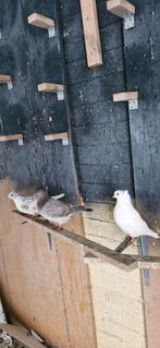 Perzische duiven, Dieren en Toebehoren