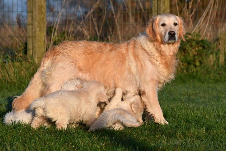 Chiots Golden Retriever à vendre, Animaux & Accessoires, Chiens | Retrievers, Épagneuls & Chiens d'eau, Plusieurs animaux, Golden retriever