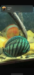 Koppel discussen inclusief juwel aquarium