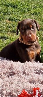 Zwarte en bruine dobermann puppy's, Dieren en Toebehoren, België, Fokker | Hobbymatig, Overige rassen, 8 tot 15 weken