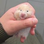 Goudhamster, Dieren en Toebehoren, Knaagdieren, Hamster