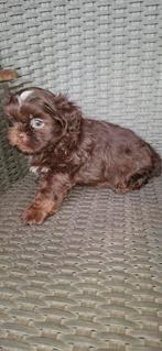 Shih tzu pups, België, Fokker | Hobbymatig, CDV (hondenziekte), 8 tot 15 weken