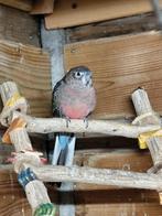 Bourkes parkiet, Parkiet