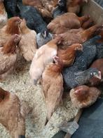 vleeshaantjes 3 maand 2 kg kabir , cou nu , koekoek, Dieren en Toebehoren, Mannelijk, Kip