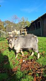 Bok, Mâle, Chèvre, 3 à 5 ans