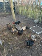 Zwarte legkip haan, Animaux & Accessoires, Volatiles