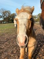 Allround merrie, Dieren en Toebehoren, Pony's, Merrie