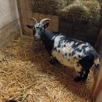 Mooie stippel dwerggeit mieke, Dieren en Toebehoren, Vrouwelijk, Geit, 3 tot 5 jaar