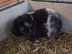 Cavia beertjes, Dieren en Toebehoren, Knaagdieren, Cavia, Mannelijk, Juli, Tam