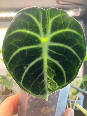 Alocasia Ninja Variegata beschikbaar voor biedingen