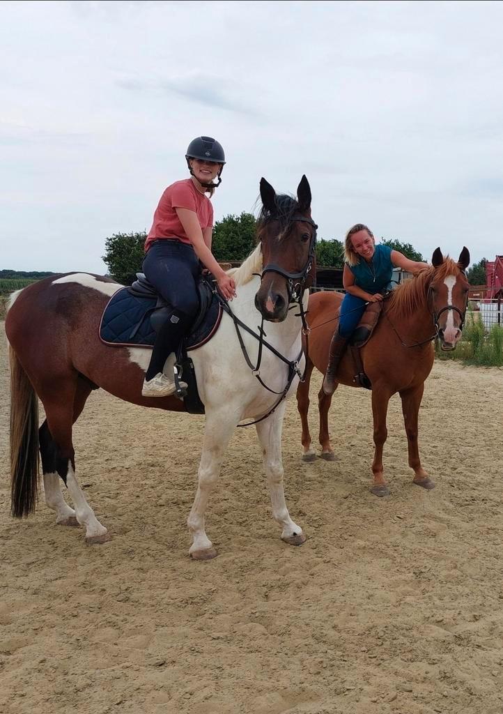 Halfpension aangeboden te Haasrode, Dieren en Toebehoren, Pony's, Ruin