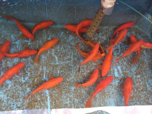 Komeetstaart goudvis / sarasa goudvis, Dieren en Toebehoren, Vissen | Vijvervissen