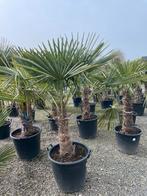 Winterharde palmbomen  Trachycarpus fortunei, Jardin & Terrasse, Enlèvement ou Envoi
