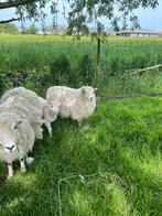 Brebis de 1 an à vendre, Mouton, Femelle, 0 à 2 ans