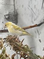 Sijzen, Oiseau chanteur sauvage