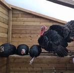 Kalkoen dag kuikens, Dieren en Toebehoren, Pluimvee, Kalkoen