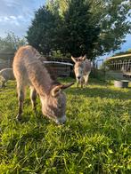 Koppel (mini)-ezels te koop (3 jaar oud), Dieren en Toebehoren