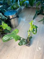 Philodendron Golden Violin, Ophalen of Verzenden