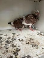 Jonge duiven, Dieren en Toebehoren, Vogels | Duiven