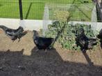 Ayam cemani kippen, Dieren en Toebehoren