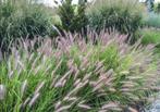 Lampenpoetsersgras 'Red Head', Volle zon, Vaste plant, Siergrassen, Ophalen of Verzenden