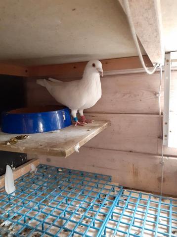 Witte reisduifjongen van rasduif