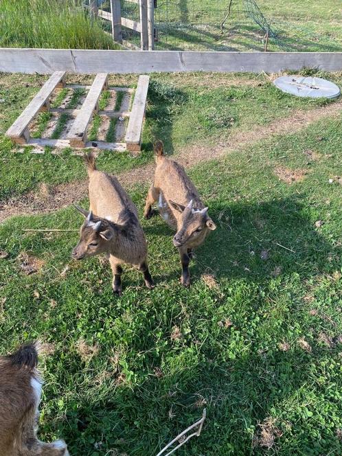 Dwerggeitjes, Dieren en Toebehoren, Overige Dieren, Maart