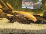 Siamese ruitekuisers, Dieren en Toebehoren