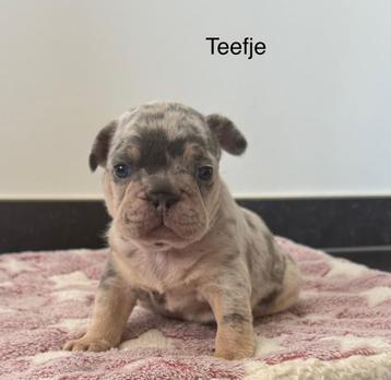 Merle en blauwe Franse Bulldog pups  disponible aux enchères