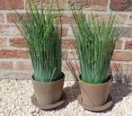 2 kunst planten, Huis en Inrichting, Kamerplanten, Ophalen, Overige soorten, In pot, Minder dan 100 cm