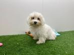 Maltezer pup, Dieren en Toebehoren, België, Maltezer, 8 tot 15 weken, Eén hond